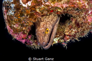 Yellow Margin Moray hanging out in the Mahi shipwreck. by Stuart Ganz 